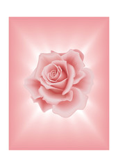 Vector Beautiful Pink Rose on the Light Background