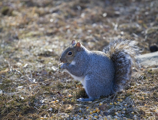 moss eating squirrel