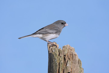 Junco On Blue