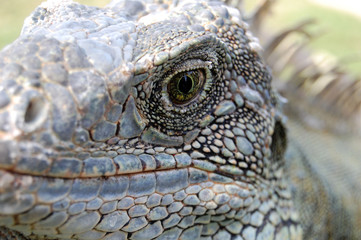 Iguanas eye
