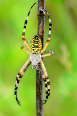 Argiope bruennichi spider - 11767012