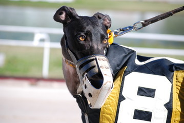greyhound