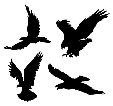 Flying Eagle Silhouettes
