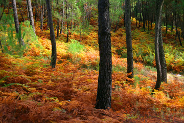 Obraz premium Autumn landscape