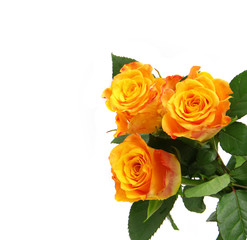 Beautiful roses on a white background with space for copy