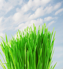 Fototapeta na wymiar green grass with water drop