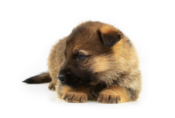 Fototapeta premium laying sheep-dogs puppy isolated on white background