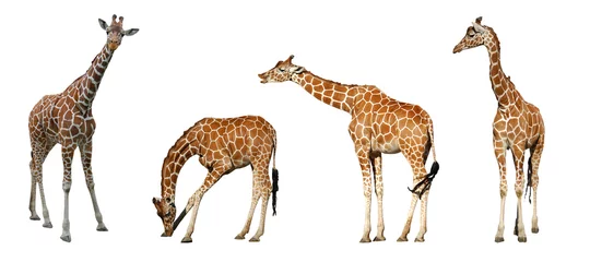 Rolgordijnen Vier giraffen © JPS