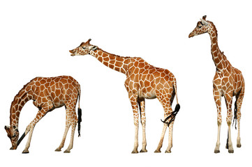 Three giraffes