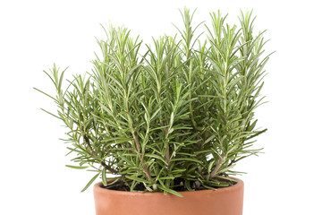 fresh green rosemary