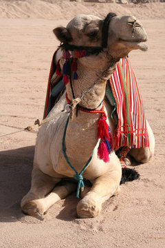 Kamel auf dem Sinai in Ägypten