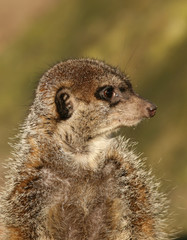 Fototapeta premium Portrait of a meerkat