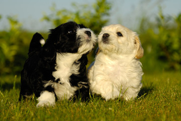 Black and white puppy dogs