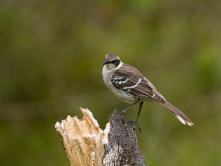 Galapagos Mockingbird (Nesomimus parvulus)