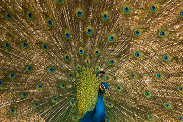 Fototapeta premium Indian Peafowl (Pavo cristatus).