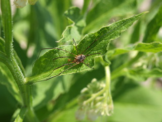 Spinne