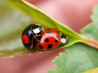 Fototapeta premium marienkäfer Paarung