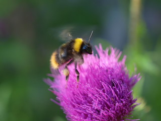 Hummel auf Distel