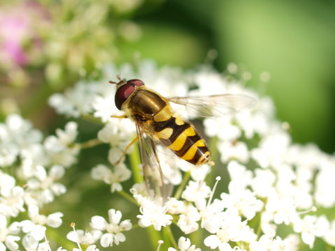 Feldwespe