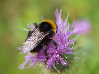Hummel auf Distel