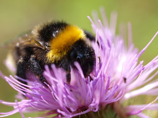 Hummel auf Distel