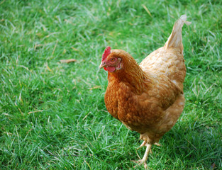 Free range chicken