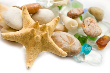 Fototapeta na wymiar Sea shell collection