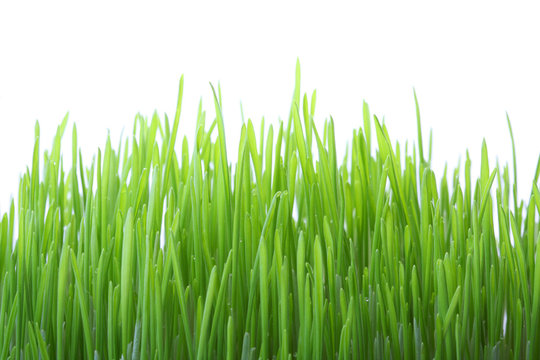 Grass