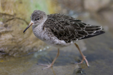Sandpiper