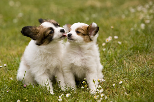 Puppy love