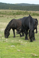 chevaux de type frison