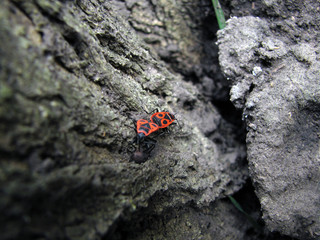 Red soldier bug