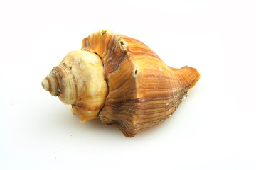 conchiglia