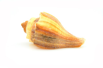 conchiglia