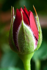 Red Rosebud