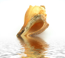 conchiglia