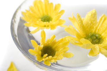 Fototapeta na wymiar yellow flowers close up