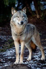 Fotobehang Wolf wolf