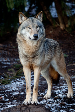 Fototapeta wolf