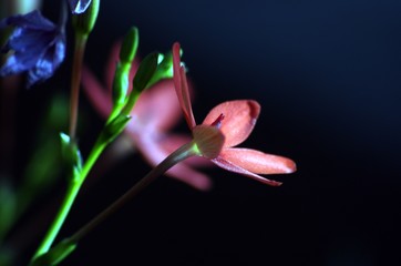 Obraz premium Rote Blume