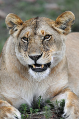 Fototapeta premium Lioness (Panthera leo).