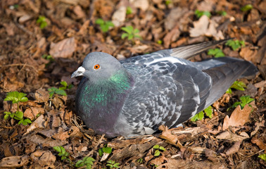 pigeon