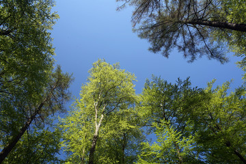 spring