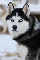 Fototapeta premium Huski dogs