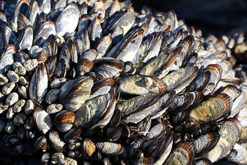 California Mussels (Mytilus californianus) at high tide