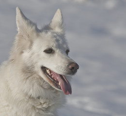 Amerikanisch-Kanadischer Schäferhund