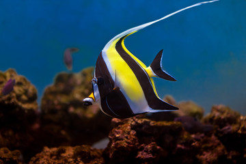 moorish idol