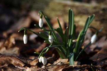 Frühlingsblume im Wald