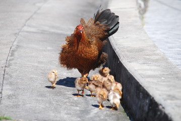 maman poule © Claire Leguillochet
