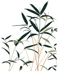 bamboo vector illustration